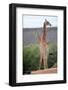 Giraffe-Kitch Bain-Framed Photographic Print