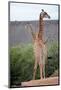 Giraffe-Kitch Bain-Mounted Photographic Print