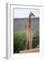 Giraffe-Kitch Bain-Framed Photographic Print