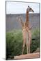 Giraffe-Kitch Bain-Mounted Photographic Print