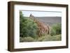 Giraffe-Kitch Bain-Framed Photographic Print