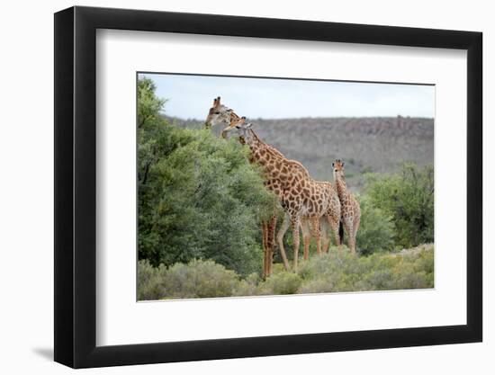 Giraffe-Kitch Bain-Framed Photographic Print