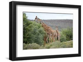 Giraffe-Kitch Bain-Framed Photographic Print