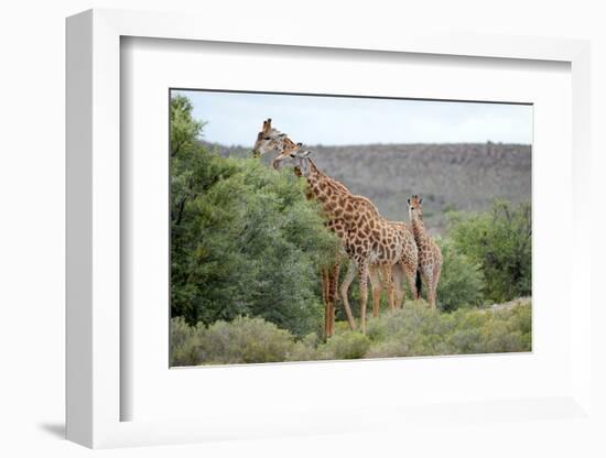 Giraffe-Kitch Bain-Framed Photographic Print