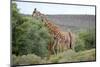 Giraffe-Kitch Bain-Mounted Photographic Print