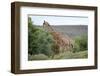 Giraffe-Kitch Bain-Framed Photographic Print