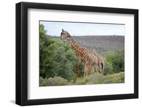 Giraffe-Kitch Bain-Framed Photographic Print