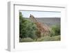 Giraffe-Kitch Bain-Framed Photographic Print