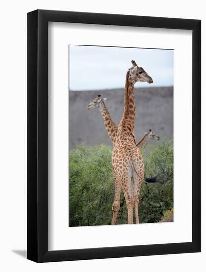 Giraffe-Kitch Bain-Framed Photographic Print