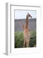 Giraffe-Kitch Bain-Framed Photographic Print