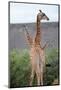 Giraffe-Kitch Bain-Mounted Photographic Print