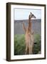 Giraffe-Kitch Bain-Framed Photographic Print