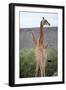 Giraffe-Kitch Bain-Framed Photographic Print