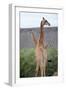 Giraffe-Kitch Bain-Framed Photographic Print