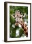 Giraffe-Kitch Bain-Framed Photographic Print