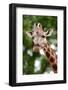 Giraffe-Kitch Bain-Framed Photographic Print