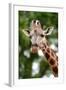 Giraffe-Kitch Bain-Framed Photographic Print