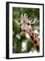 Giraffe-Kitch Bain-Framed Photographic Print