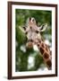 Giraffe-Kitch Bain-Framed Photographic Print