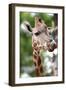 Giraffe-Kitch Bain-Framed Photographic Print