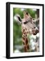 Giraffe-Kitch Bain-Framed Photographic Print