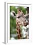 Giraffe-Kitch Bain-Framed Photographic Print