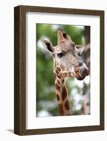 Giraffe-Kitch Bain-Framed Photographic Print