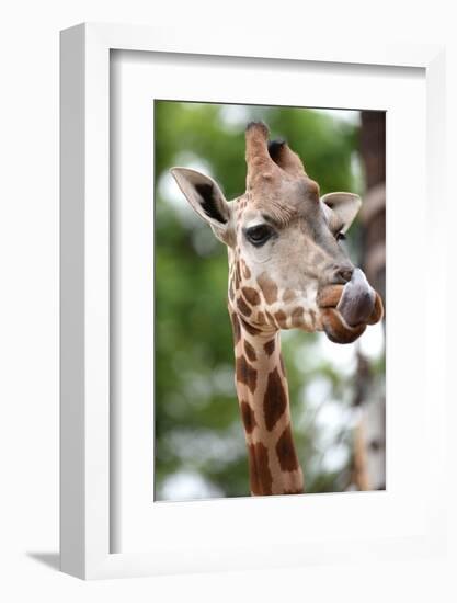 Giraffe-Kitch Bain-Framed Photographic Print