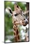 Giraffe-Kitch Bain-Mounted Photographic Print