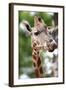 Giraffe-Kitch Bain-Framed Photographic Print