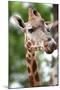 Giraffe-Kitch Bain-Mounted Photographic Print