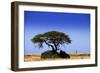 Giraffe-MJO Photo-Framed Photographic Print