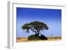 Giraffe-MJO Photo-Framed Photographic Print