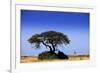 Giraffe-MJO Photo-Framed Photographic Print