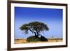 Giraffe-MJO Photo-Framed Photographic Print