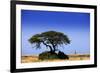 Giraffe-MJO Photo-Framed Photographic Print