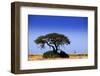 Giraffe-MJO Photo-Framed Photographic Print