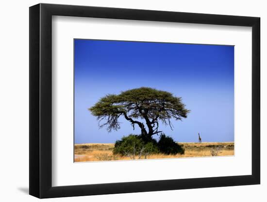 Giraffe-MJO Photo-Framed Photographic Print