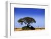 Giraffe-MJO Photo-Framed Photographic Print