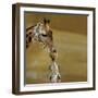 Giraffe-null-Framed Photographic Print