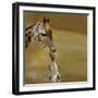 Giraffe-null-Framed Photographic Print