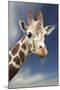 Giraffe-null-Mounted Photographic Print