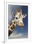 Giraffe-null-Framed Photographic Print