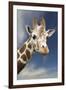 Giraffe-null-Framed Photographic Print