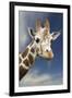 Giraffe-null-Framed Photographic Print