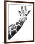 Giraffe-null-Framed Photographic Print