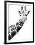 Giraffe-null-Framed Photographic Print