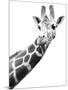 Giraffe-null-Mounted Photographic Print