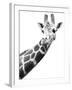 Giraffe-null-Framed Photographic Print