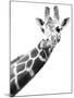 Giraffe-null-Mounted Photographic Print